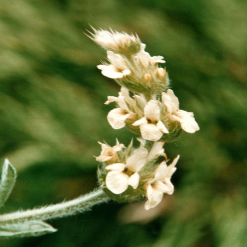 SIDERITIS GLACIALIS seed image