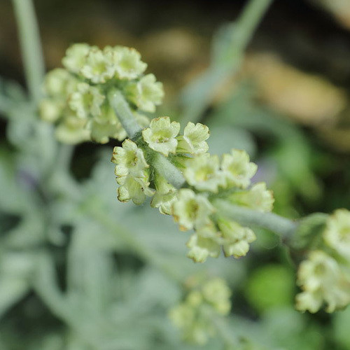 SIDERITIS SYRIACA seed image