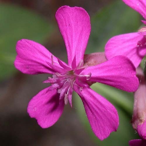 SILENE ARMERIA seed image