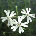 SILENE ATIGRACA seed image
