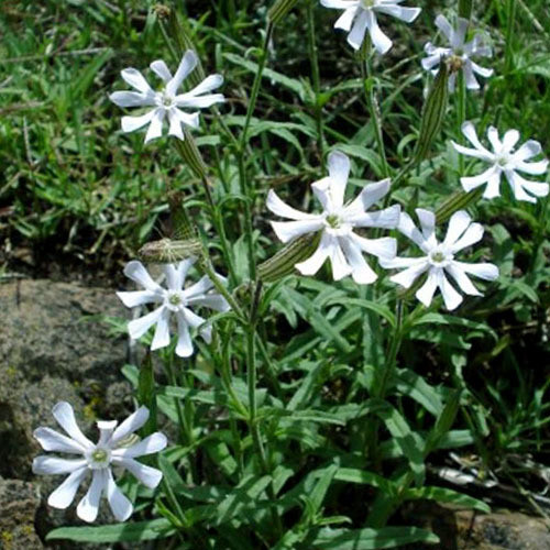 SILENE BELLIDIOIDES seed image