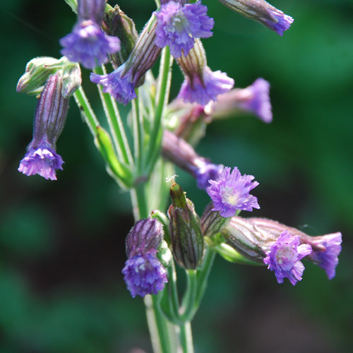 SILENE DELAVAYI seed image