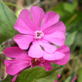 SILENE DIOICA seed image