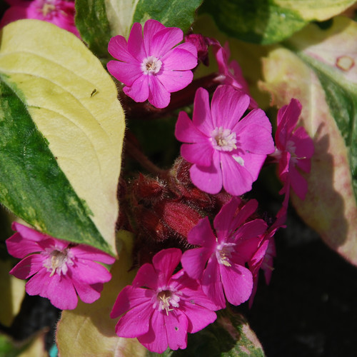 SILENE DIOICA 'GRAHAM'S DELIGHT' seed image