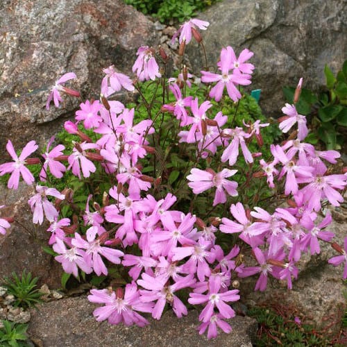 SILENE KEISKEI seed image