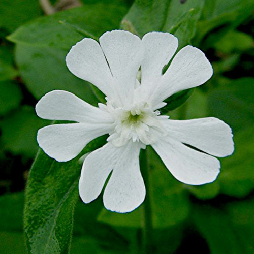 SILENE LATIFOLIA seed image