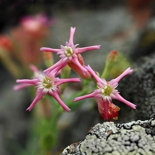 SILENE LERCHENFELDIANA seed image