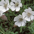 SILENE MARITIMA seed image
