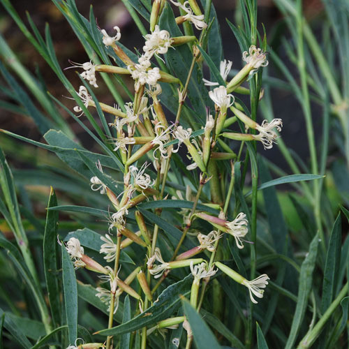 SILENE MULTIFLORA seed image