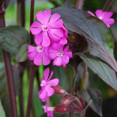 SILENE DIOICA 'PURPLE PRINCE' seed image