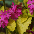SILENE 'RAY'S GOLDEN CAMPION' seed image