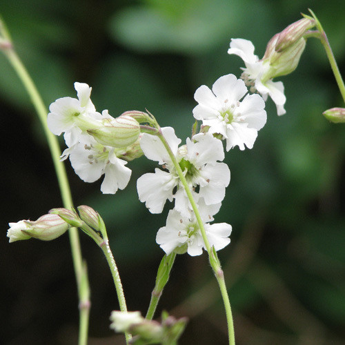 SILENE ZAWADSKII seed image
