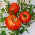 TOMATO SILVERY FIR TREE seed image