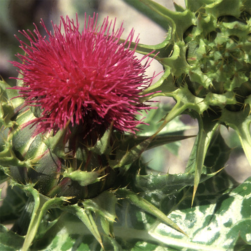 SILYBUM MARIANUM seed image