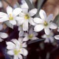 SISYRINCHIUM ANGUSTIFOLIUM ALBUM seed image
