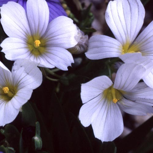 SISYRINCHIUM BELLUM ALBUM seed image