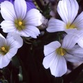 SISYRINCHIUM BELLUM ALBUM seed image