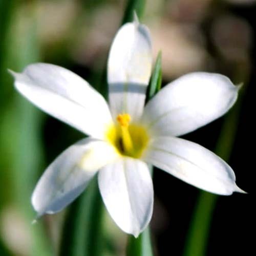 SISYRINCHIUM MACOUNII ALBUM seed image