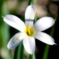 SISYRINCHIUM MACOUNII ALBUM seed image