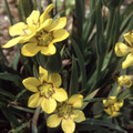 SISYRINCHIUM MACROCARPUM seed image