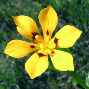 SISYRINCHIUM PATAGONICUM seed image