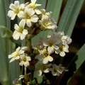 SISYRINCHIUM STRIATUM seed image