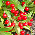 SKIMMIA JAPONICA seed image