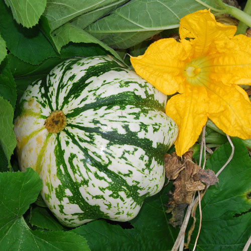 SQUASH SMALL STRIPED SWEET DUMPLING seed image