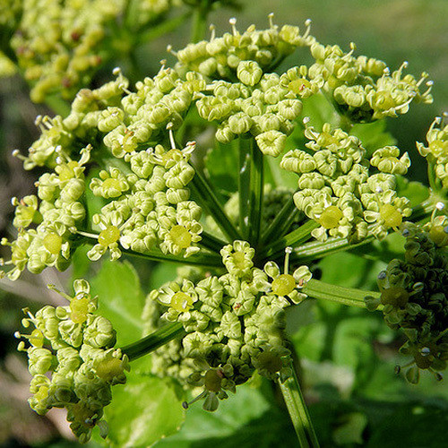 SMYRNIUM OLUSATRUM seed image