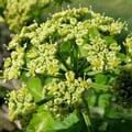 SMYRNIUM OLUSATRUM seed image