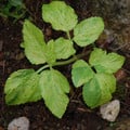 SMYRNIUM OLUSATRUM CREAM VARIEGATED seed image