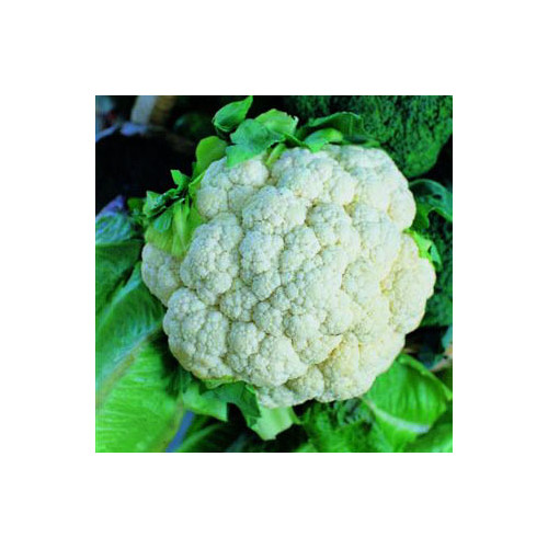 CAULIFLOWER SNOWBALL seed image