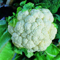 CAULIFLOWER SNOWBALL seed image
