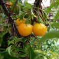 SOLANUM ATROPURPUREUM seed image