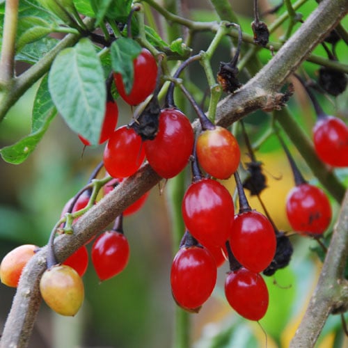 SOLANUM DULCAMARA seed image