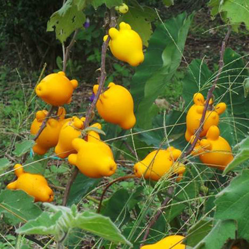 gennemsnit Tegn et billede legemliggøre SOLANUM MAMMOSUM SEEDS (8 seeds) (Nipple Fruit, Sodom's Apple, Titty Fruit,  Cow's Udder, Super Duper Titty Fruit, Fox Face, Five Fingered Eggplant) -  Plant World Seeds