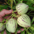 SOLANUM MURICATUM seed image