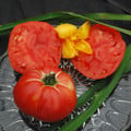 TOMATO SOLDACKI seed image