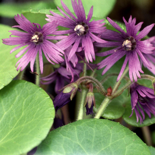 SOLDANELLA MONTANA seed image