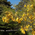 SOPHORA MICROPHYLLA seed image
