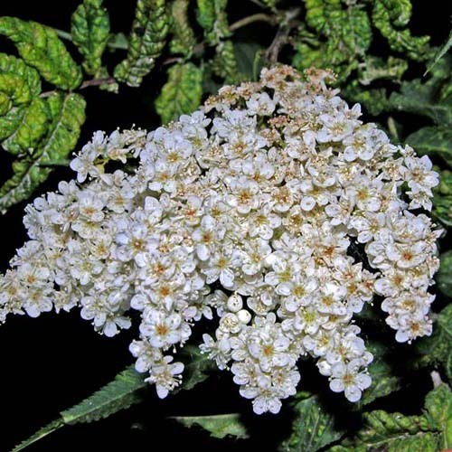 SORBARIA TOMENTOSA seed image