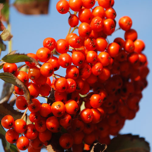 SORBUS AUCUPARIA seed image