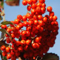 SORBUS AUCUPARIA seed image