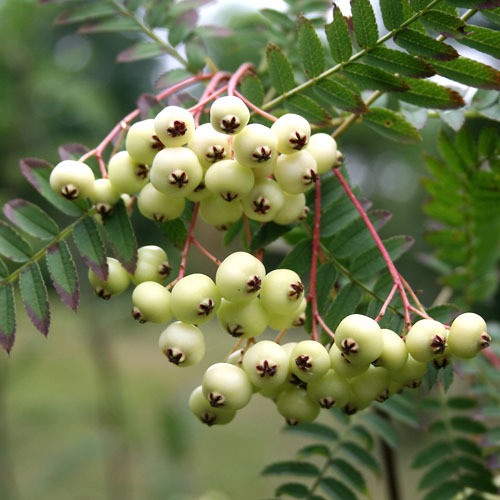 SORBUS KOEHNEANA seed image