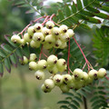 SORBUS KOEHNEANA seed image