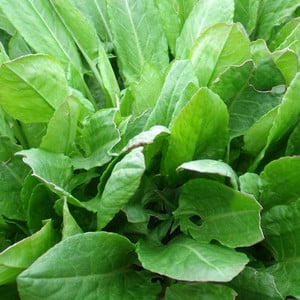 HERB BROAD LEAVED SORREL seed image