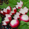 RADISH SPARKLER seed image