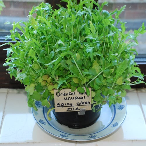SALAD LEAF SPICY GREEN MIX seed image