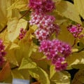 SPIRAEA 'GOLDEN PRINCESS' seed image