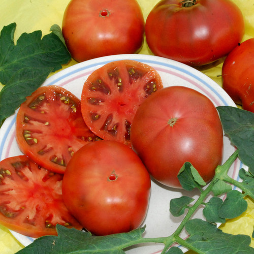 TOMATO SPUDAKEE seed image